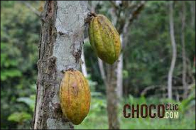 Le Forastero est la variété de cacaoyers la plus cultivée au monde.