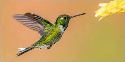 Les colibris sont les principaux pollinisateurs naturels des cacaoyers.