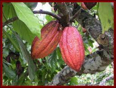 Les Mayas se servaient du beurre de cacao pour prévenir les morsures de serpent.