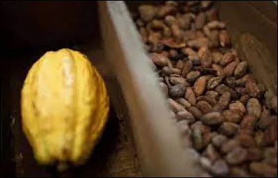 Le cacaoyer ne pousse pas en altitude.