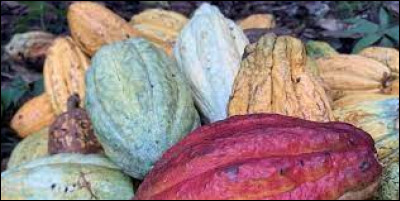 Les récoltes de cacao se font habituellement deux fois par année.