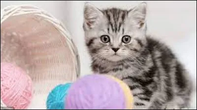 Si on rajoute trois lettres après le mot ''chat'', on trouve le nom d'un autre animal, un canidé :
