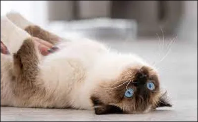 Comment appelle-t-on un chat/poulet ?