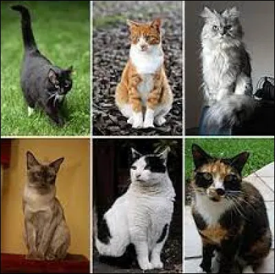 Le mot à trouver est le petit du chat.