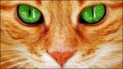 Maintenant, le mot à trouver est un verbe qui signifie ''Hisser des charges avec une chable''. Quel mot doit-on rajouter derrière le mot ''chat'' ?