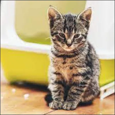 Si on rajoute un autre mot existant dans la langue française après le mot ''chat'', on obtient le nom d'un animal du désert. C'est le chat...