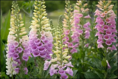 En 1998, comment est la forteresse pour Dan Brown ?