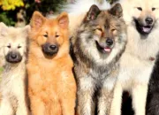 Test Quelle race de chien es-tu ?