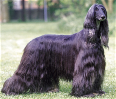 Est-ce que ce chien te plaît ?