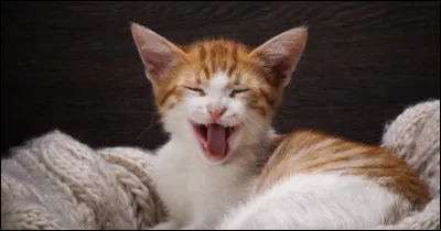 Humour : Comment fait-on aboyer un chat ?