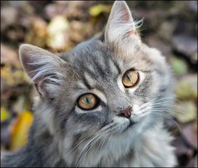 Comment dit-on "chat" en espagnol ?