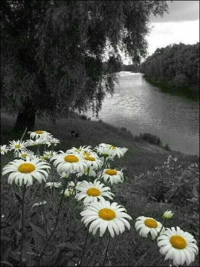 Qui, dans sa chanson qualifiait la rivière d'insolente ?