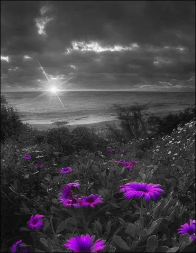 Quel animal est surnommé "éléphant de mer" ?