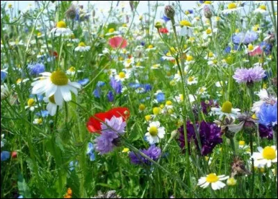 Quelle plante à fleur est voisine du pavot dont on extrait l'opium ?