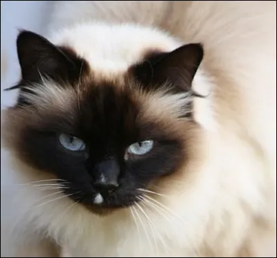 Quelle est cette race de chat ?