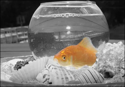 Il manquait les poissons d'eau douce : une dernière question pour vous demander si la truite aux lèvres molles existe !