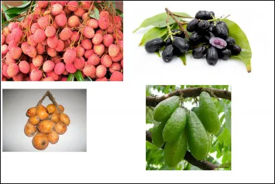 Citez les fruits ci-dessus :