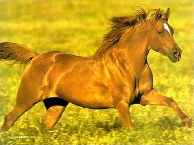 Comment s'appelle la couleur du cheval ?