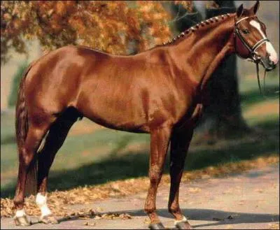 Quelle est la robe de ce cheval ?