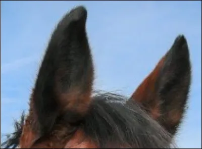 Combien de muscles le cheval a-t-il pour pouvoir bouger ses oreilles ?