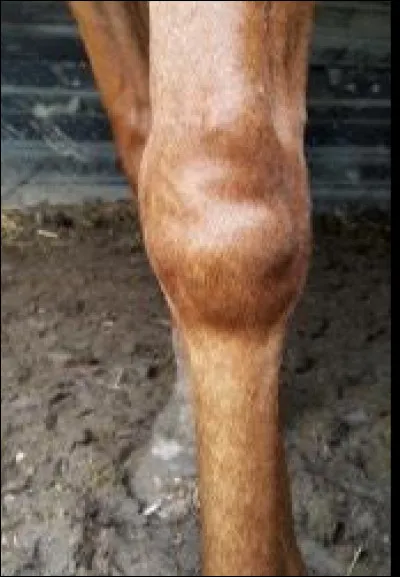 À quelle partie du corps humain correspond le genou du cheval ?
