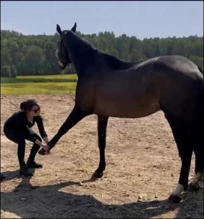Le cheval possède-t-il une clavicule ?