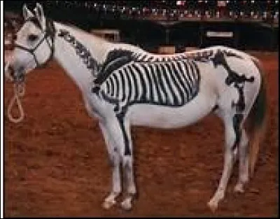 Si toutes les parties d'un cheval sont proportionnées, que dit-on de lui ?