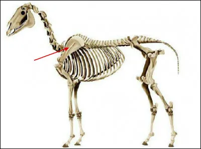 Comment s'appelle cet os ?