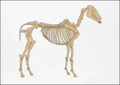 Combien de vertèbres possède le cheval ?
