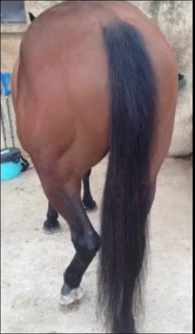 Combien d'os y a-t-il dans la queue du cheval ?