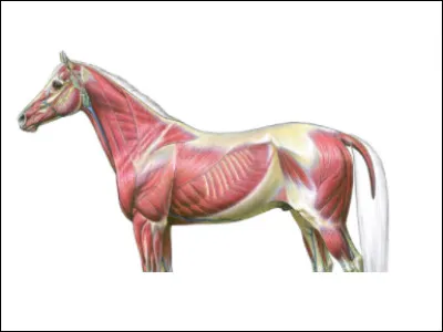 Combien de types de muscles a le cheval ?