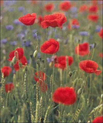 Comment appelle-t-on une plante qui ne vit pas plus d'une anne ?