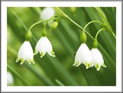 Le muguet est une plante  :