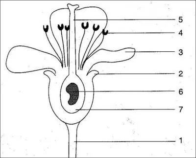 Quelles sont les bonnes annotations :