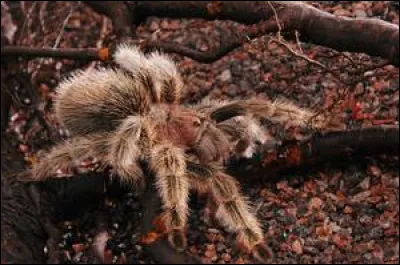 Combien trouve-t-on d'espèces de tarentules en Amazonie ?