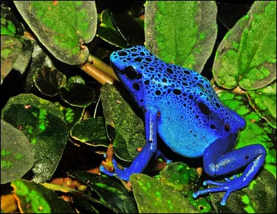 Les dendrobates sont-elles des grenouilles dangereuses pour lhomme ?