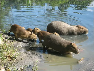Combien peut peser un capybara adulte ?