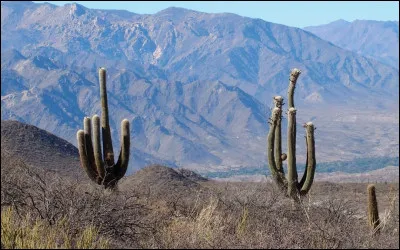 C'est un aliment venu des hauteurs des Andes et reconnu pour ses vertus antioxydantes.
