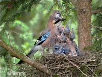 À quel peintre doit-on deux papillons jaunes sur une échelle ?