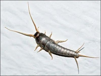 À quoi sert un pharillon ?