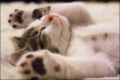 Tu as un week-end rien qu'à toi : que fais-tu ?