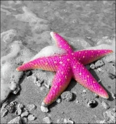 À quelle vitesse se déplace une étoile de mer ?