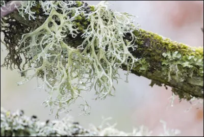 Le renne aime se nourrir de celui-ci. Qu'est-il (sur la photo) ?