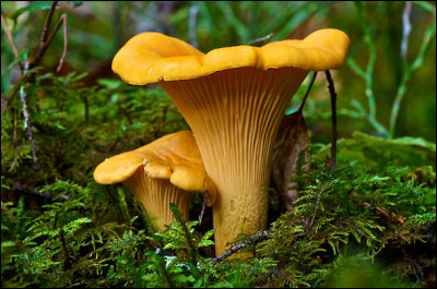 Voici des chanterelles, qui sont des champignons comestibles. On les trouve dans les bois par groupes. Mais à quelle période de l'année ?