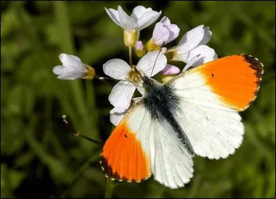 De quel papillon s'agit-il ?