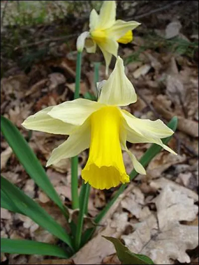 Comment se nomme cette fleur jaune ?