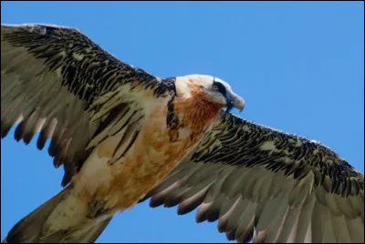 Tu vois un rapace voler juste au-dessus de toi, alors tu le photographies. Plus tard, en agrandissant l'image, tu obtiens ceci. De quel rapace s'agit-il ?