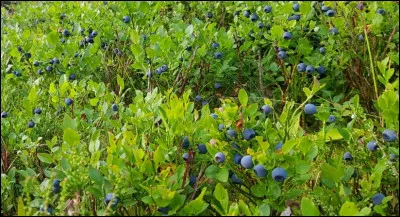 Miam, des myrtilles sauvages : rien de mieux pour se redonner de la force en randonnée ! Attention, pas de peigne à myrtilles, ça abîme... À quelle altitude environ peut-on en trouver ?