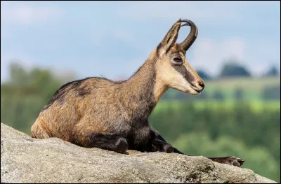 Quel est cet animal des montagnes ?
