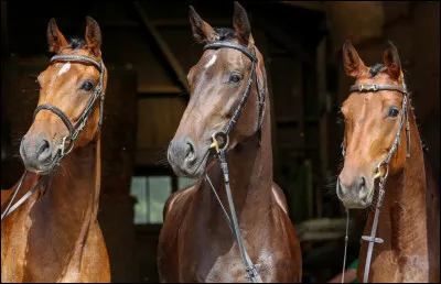 Les chevaux doivent-ils être vaccinés tous les ans ?